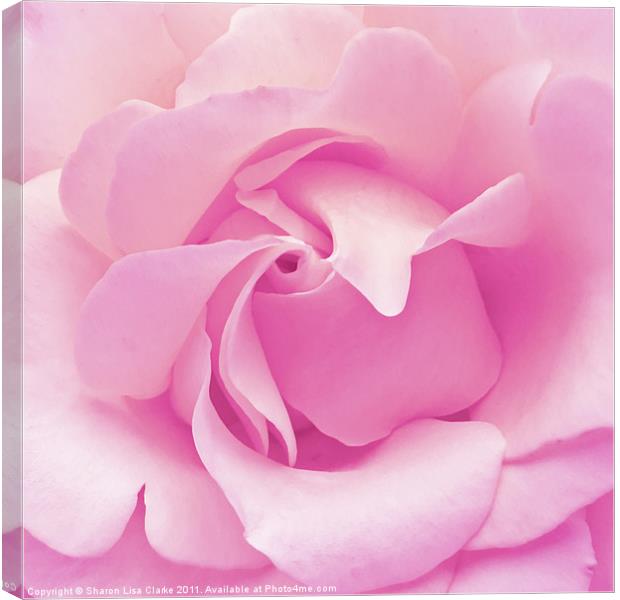 Pink rose Canvas Print by Sharon Lisa Clarke