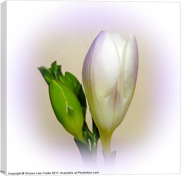 Lilac freesia Canvas Print by Sharon Lisa Clarke