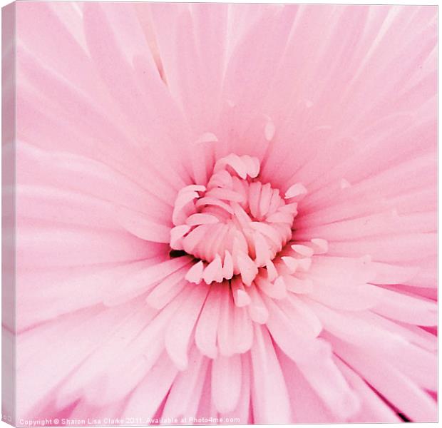 Chrysanthemum heart Canvas Print by Sharon Lisa Clarke