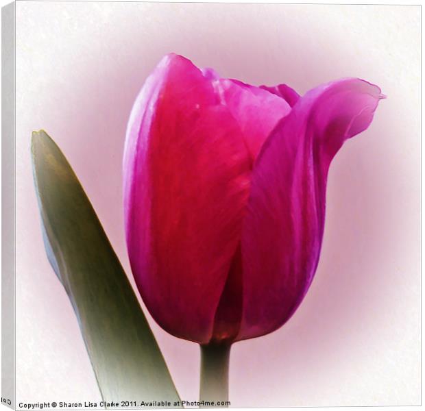 Tulip Canvas Print by Sharon Lisa Clarke