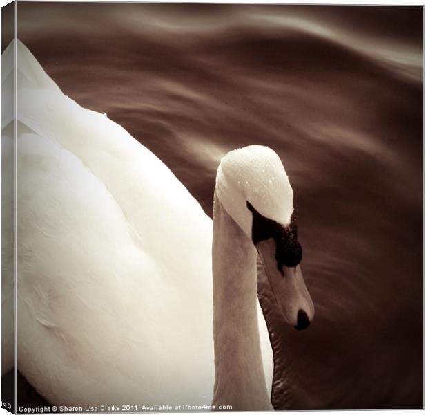 Chocolate Swan Canvas Print by Sharon Lisa Clarke