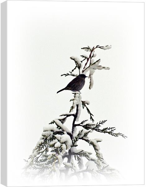 Song bird Canvas Print by Sharon Lisa Clarke