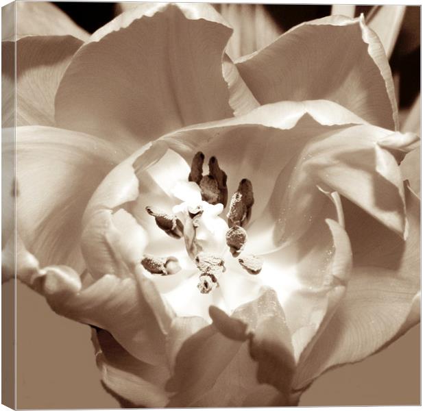 Tulip in sepia Canvas Print by Sharon Lisa Clarke
