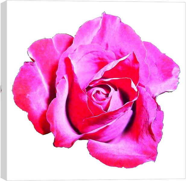 Cerise rose Canvas Print by Sharon Lisa Clarke