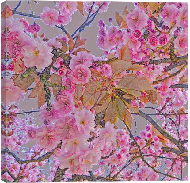 Cherry Blossom Canvas Print by Sharon Lisa Clarke