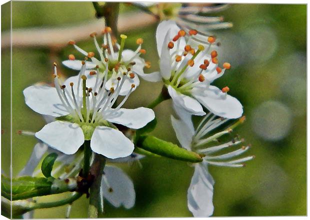 Blossom in oil Canvas Print by Sharon Lisa Clarke