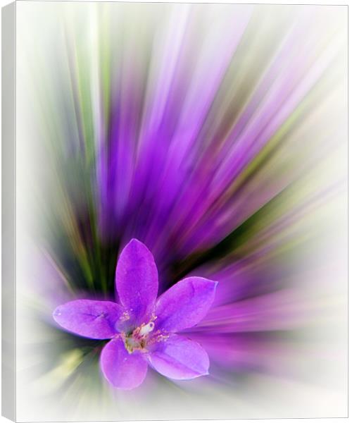 Radial Purple Canvas Print by Sharon Lisa Clarke