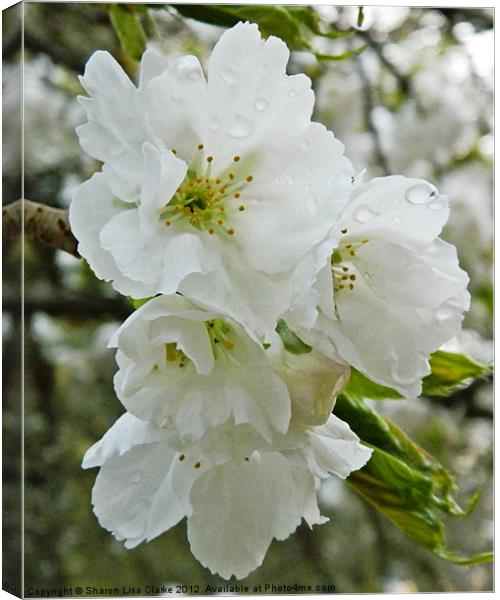 Rainkisssed Blossom Canvas Print by Sharon Lisa Clarke