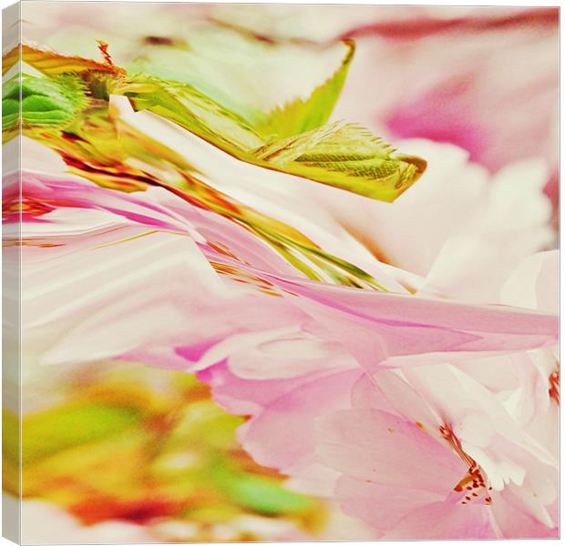 Twisted Blossoms Canvas Print by Sharon Lisa Clarke