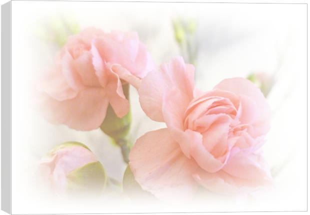 Soft Carnations Canvas Print by Sharon Lisa Clarke