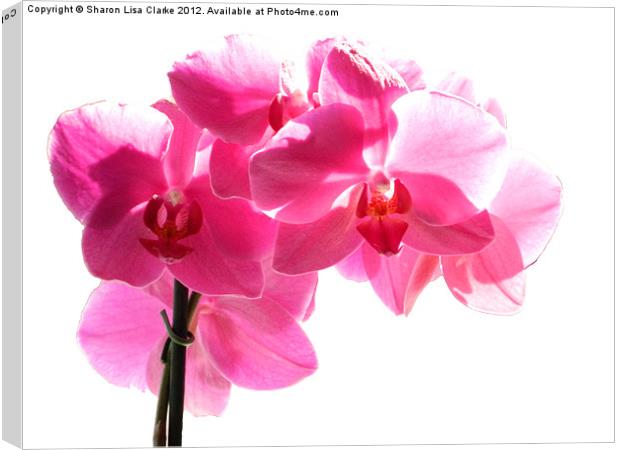 Orchid Canvas Print by Sharon Lisa Clarke