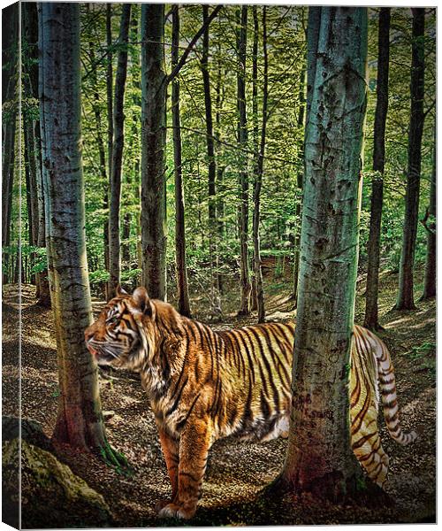 Tiger Woods Canvas Print by Sharon Lisa Clarke