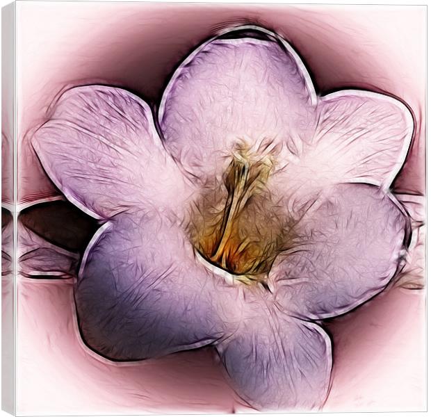 Fractured Freesia Canvas Print by Sharon Lisa Clarke