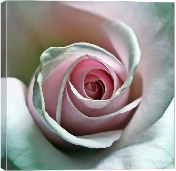 Rose in oil Canvas Print by Sharon Lisa Clarke