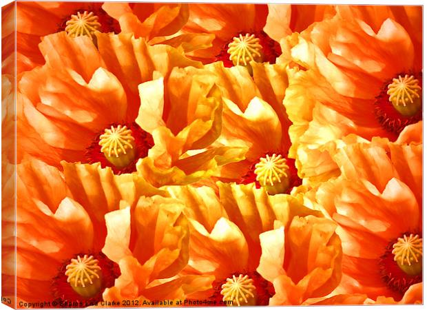 Just Poppies Canvas Print by Sharon Lisa Clarke