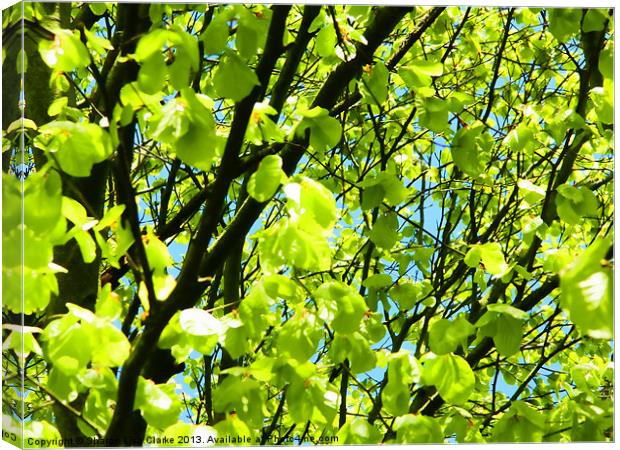Spring Green Canvas Print by Sharon Lisa Clarke