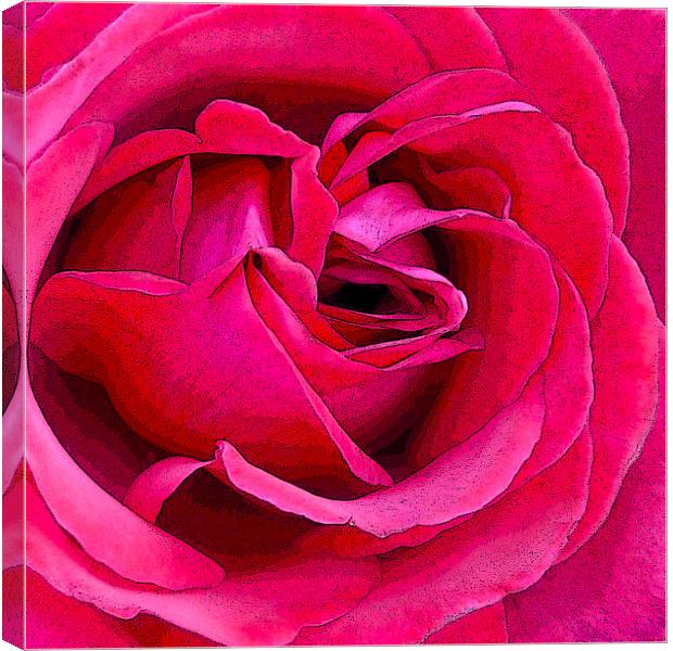 Rose Canvas Print by Sharon Lisa Clarke