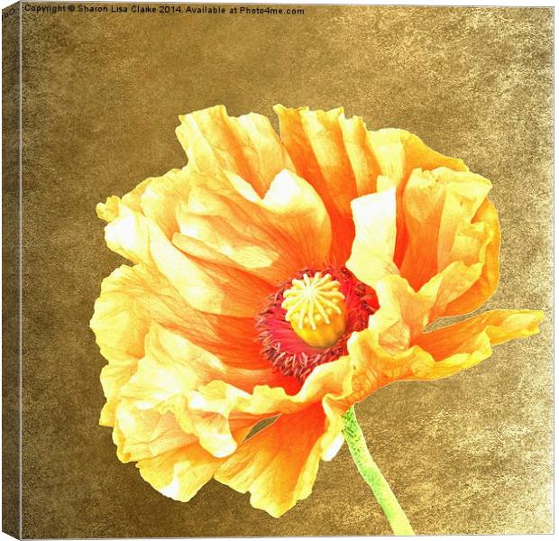 Golden Poppy Canvas Print by Sharon Lisa Clarke