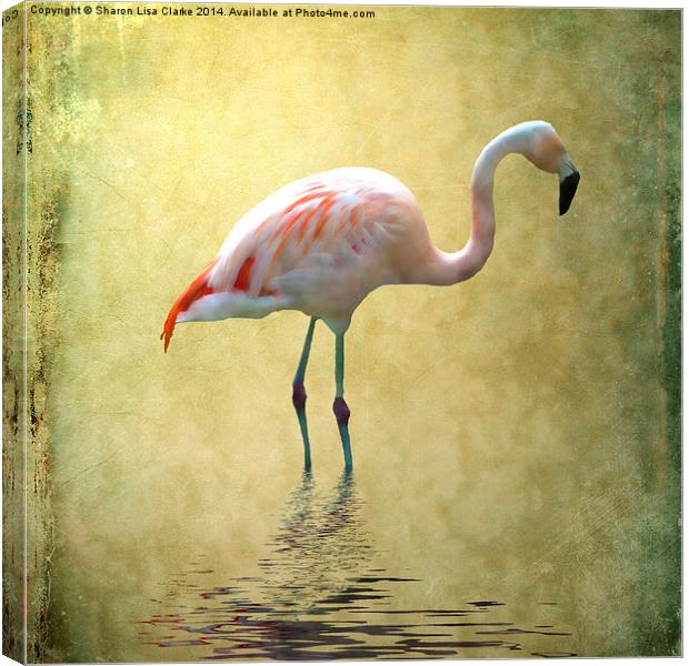 Flamingo Canvas Print by Sharon Lisa Clarke