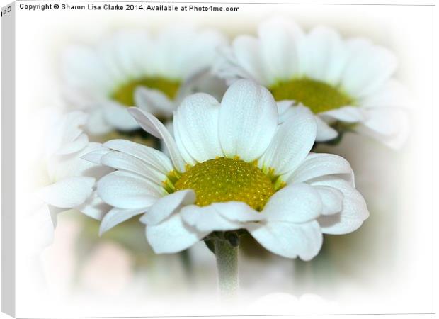 Delicate Daisies Canvas Print by Sharon Lisa Clarke