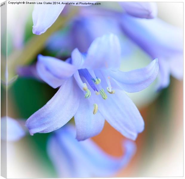 Bluebell Canvas Print by Sharon Lisa Clarke