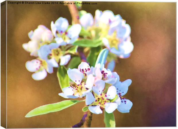  May blossom Canvas Print by Sharon Lisa Clarke