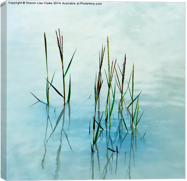  Water grass Canvas Print by Sharon Lisa Clarke