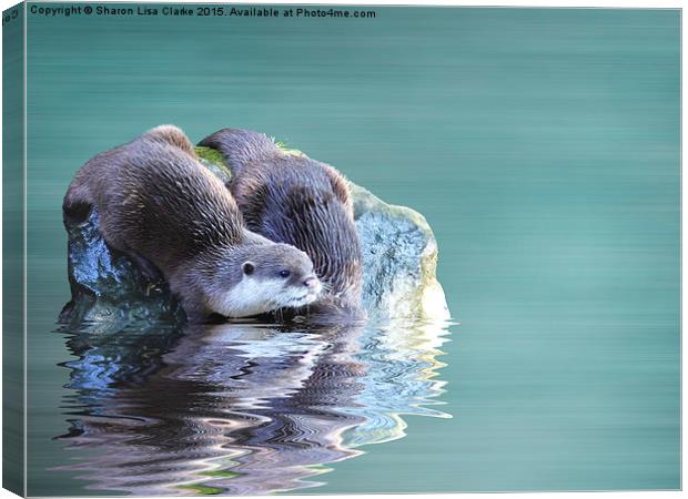 Diving in Canvas Print by Sharon Lisa Clarke
