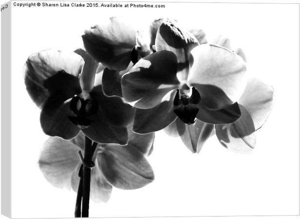  Orchid in black Canvas Print by Sharon Lisa Clarke