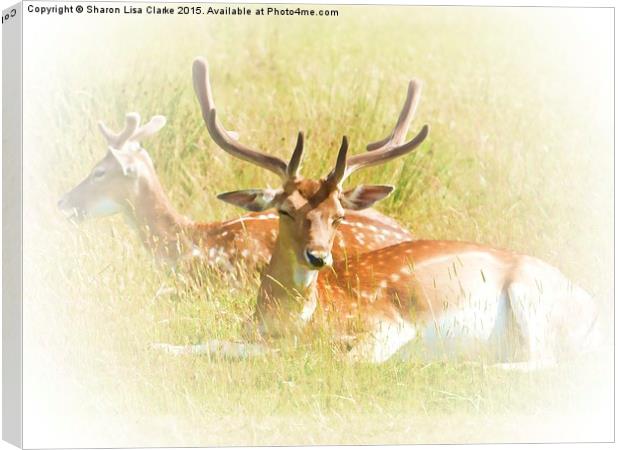  Deer at rest Canvas Print by Sharon Lisa Clarke