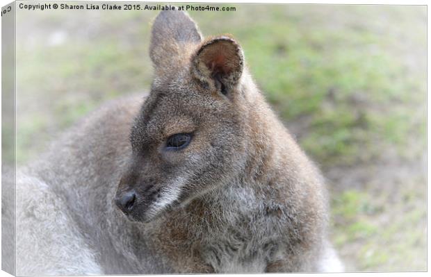  Wallaby Canvas Print by Sharon Lisa Clarke