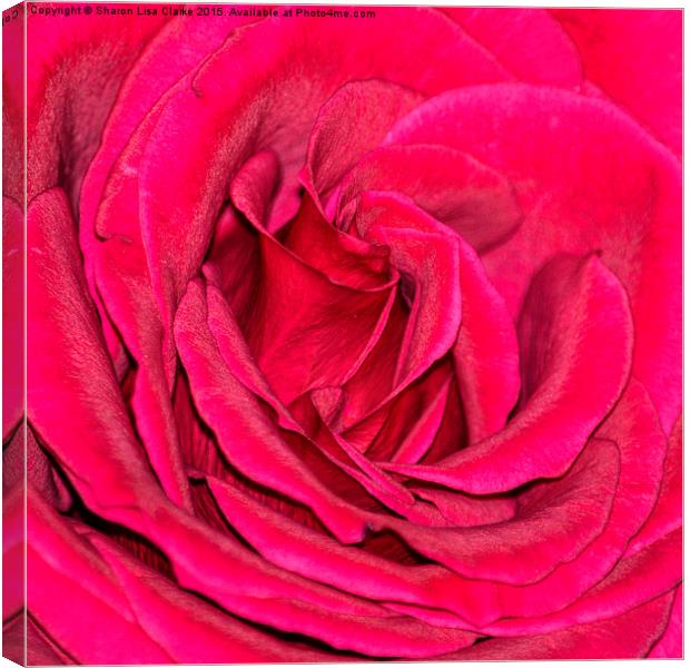 Crimson rose Canvas Print by Sharon Lisa Clarke