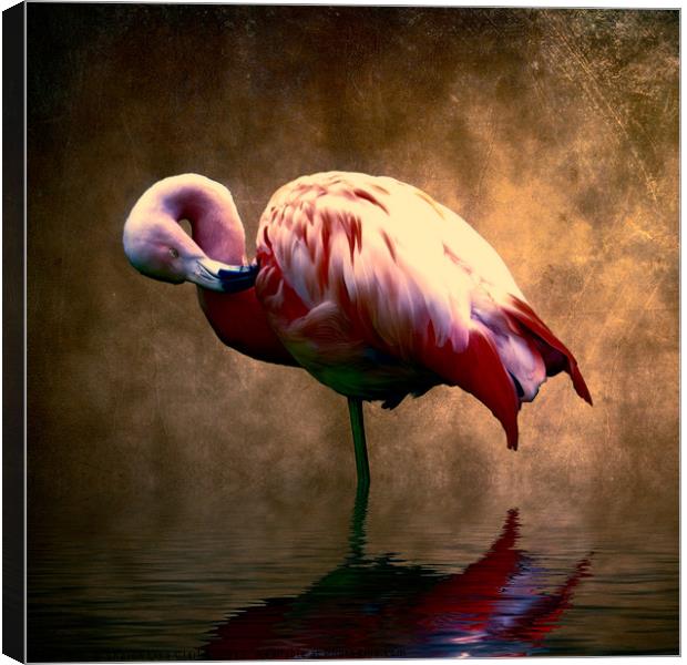 Flamingo Stance 2 Canvas Print by Sharon Lisa Clarke