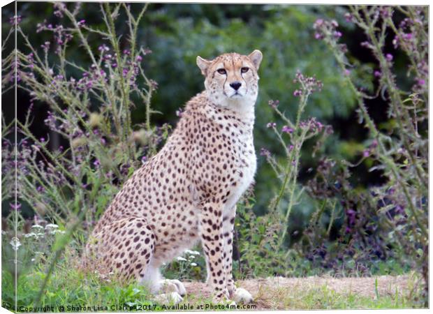 Cheetah Canvas Print by Sharon Lisa Clarke