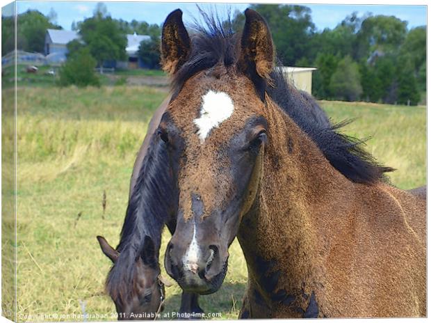 Young Male Foal Canvas Print by ron handrahan