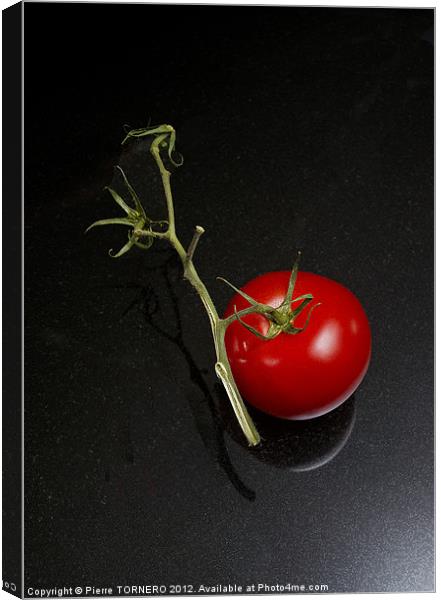 Red tomato in branch Canvas Print by Pierre TORNERO