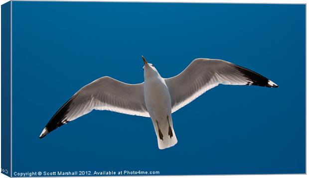 Jonathan Livingston Seagull Canvas Print by Scott K Marshall