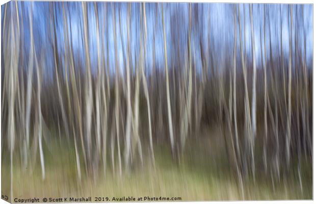 Birch Trees ICM Canvas Print by Scott K Marshall