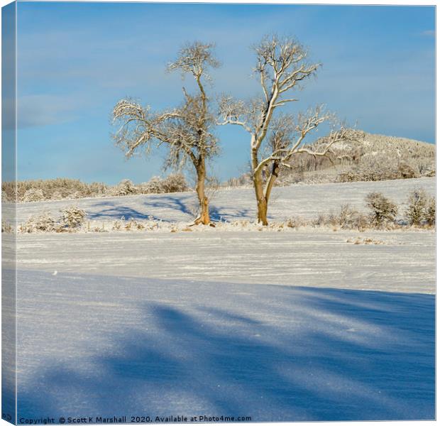 Twa Trees Canvas Print by Scott K Marshall