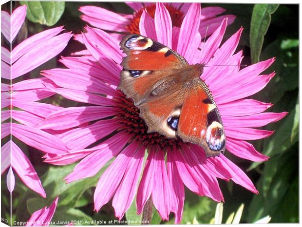 Peacock Butterfly on Echinacea Flower Canvas Print by Laura Jarvis