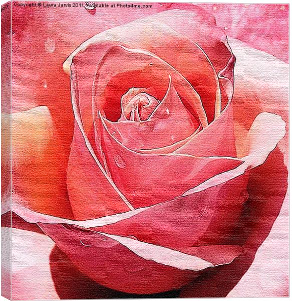 Raindrop Rose Canvas Print by Laura Jarvis