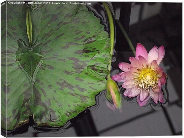 Reflections in a Lilly Pond Canvas Print by Laura Jarvis