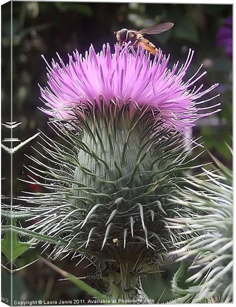 Hoverfly on Thistle Canvas Print by Laura Jarvis