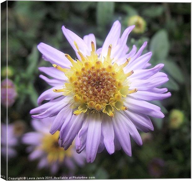 Lilac Michaelmas Daisy Canvas Print by Laura Jarvis