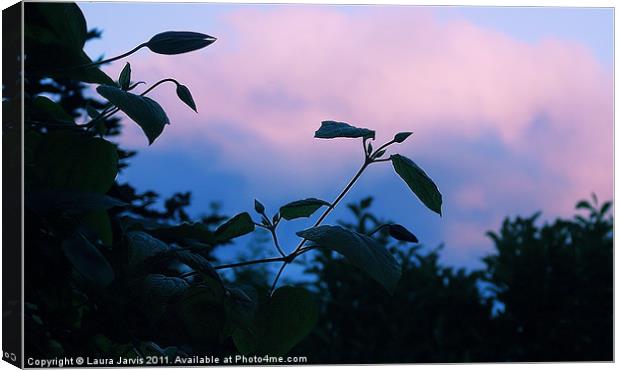 Clematis sillouette and sky. Canvas Print by Laura Jarvis