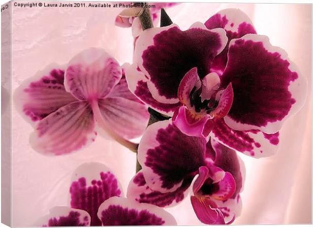 Phaelenopsis Orchid Canvas Print by Laura Jarvis