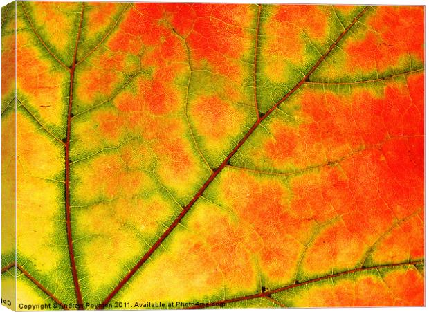 Sycamore leaf close up Canvas Print by Andrew Poynton