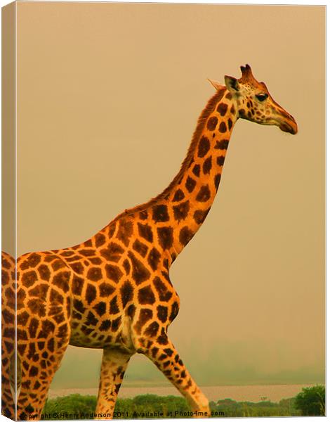 Giraffe Close-up #2 Canvas Print by Henry Anderson