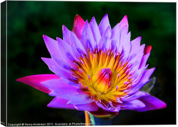 Flower #1 Canvas Print by Henry Anderson