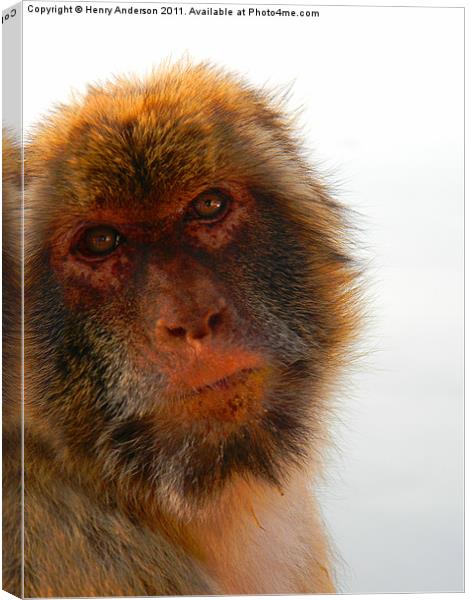 Monkey #1 Canvas Print by Henry Anderson